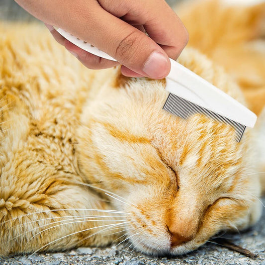 Pet Grooming Comb Kit Tear Stain & Massage Brush